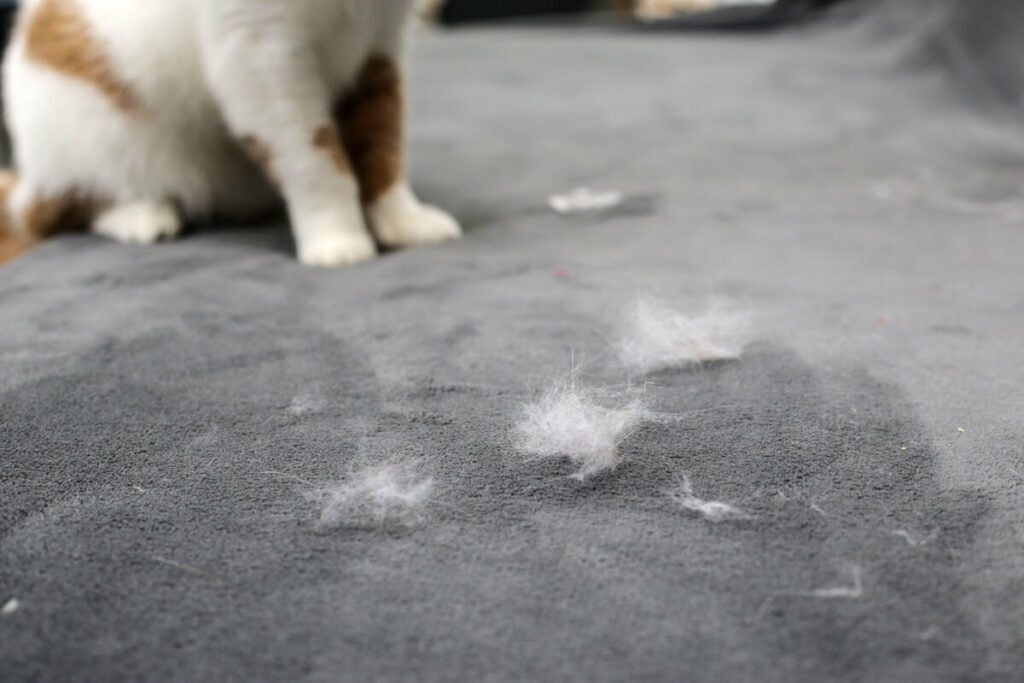 House Cleaning Tips to Remove Excess Pet Hair